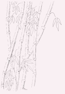 pen and ink drawing "Bamboo Soul" by L. Studley